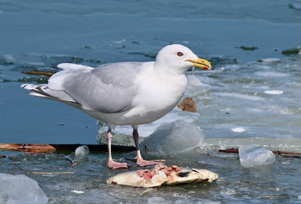 Iceland Gull (Kumlien's) - adult BIRD I by Victor W. Fazio III is licensed under CC BY-NC-SA 2.0.